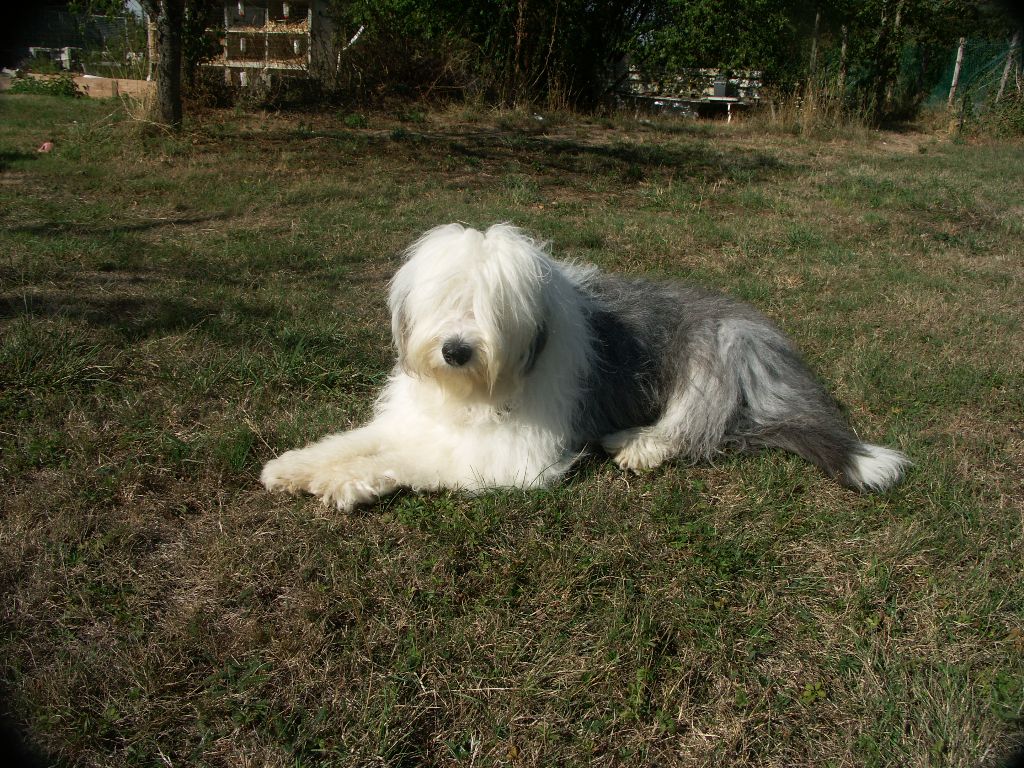 Akelle Boneur Miss bonnie blue