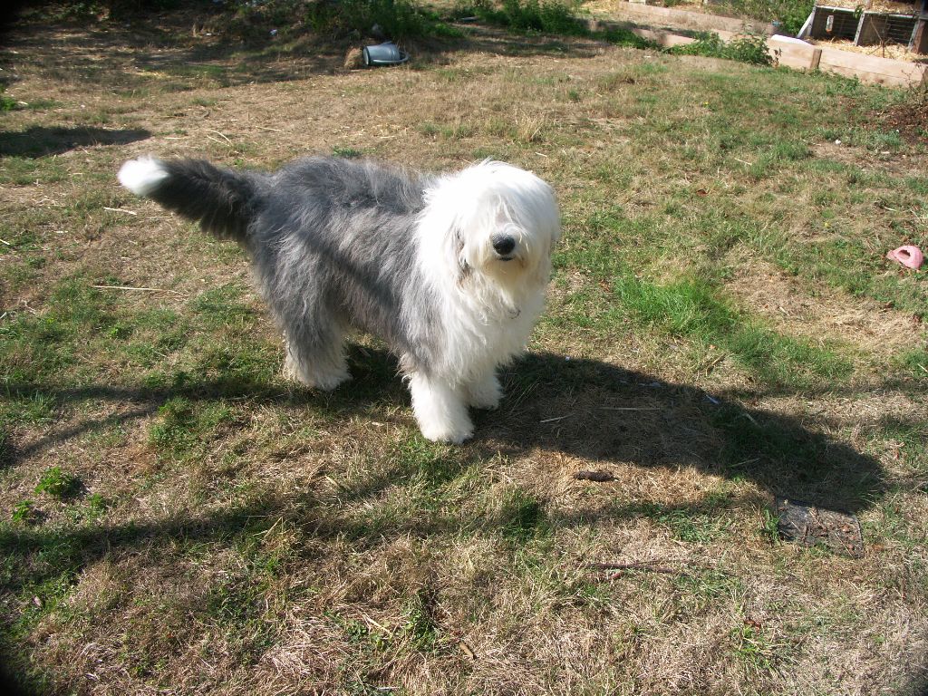 Akelle Boneur Miss bonnie blue