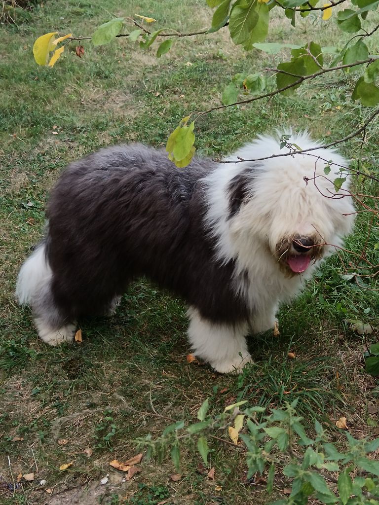Vahia du Domaine des Bouleaux