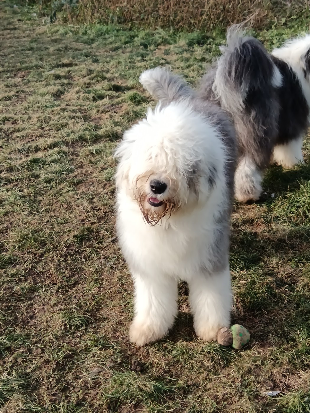 ANGEL Du Royaume De Plume