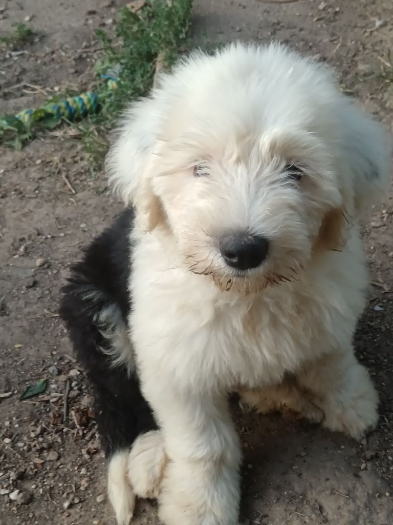 du Domaine des Bouleaux - Chiots disponibles - Bobtail