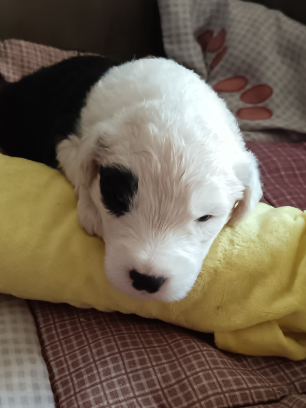 du Domaine des Bouleaux - Chiots disponibles - Bobtail