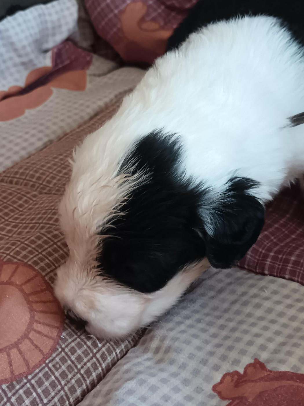 du Domaine des Bouleaux - Chiots disponibles - Bobtail