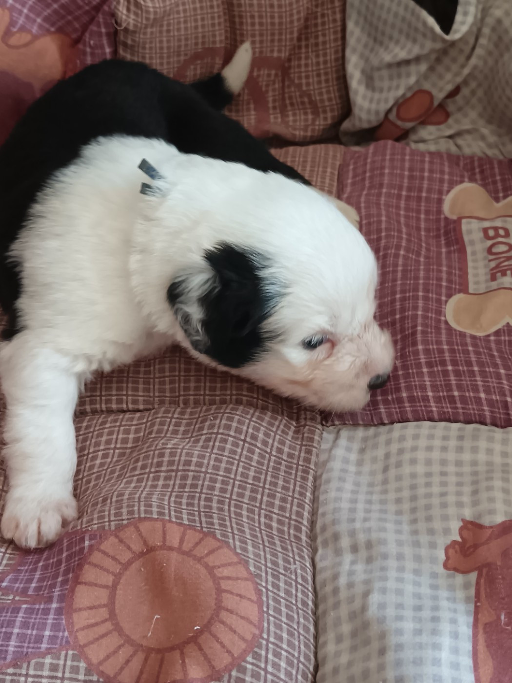 du Domaine des Bouleaux - Chiots disponibles - Bobtail