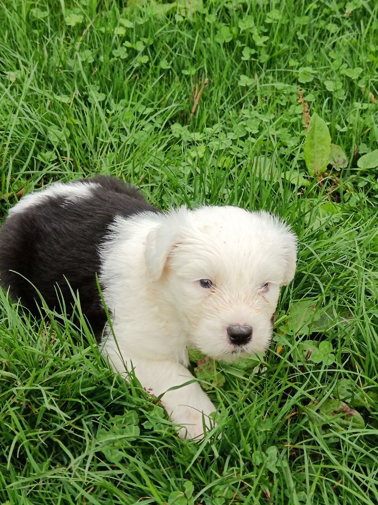 du Domaine des Bouleaux - Chiots disponibles - Bobtail