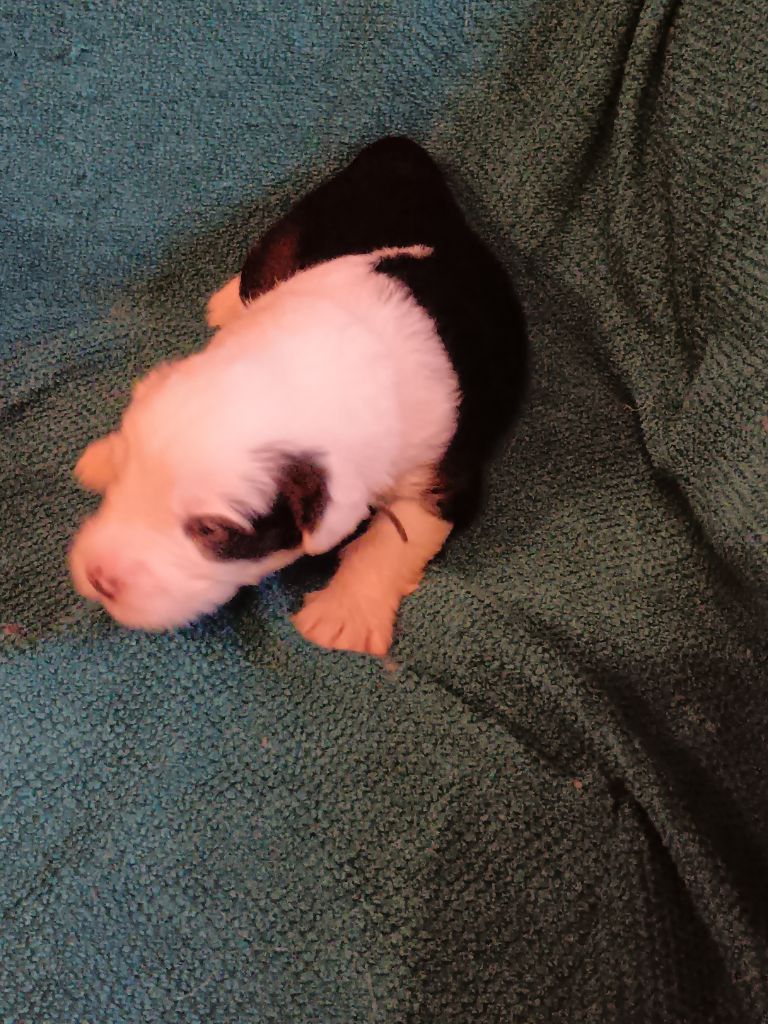 du Domaine des Bouleaux - Chiots disponibles - Bobtail