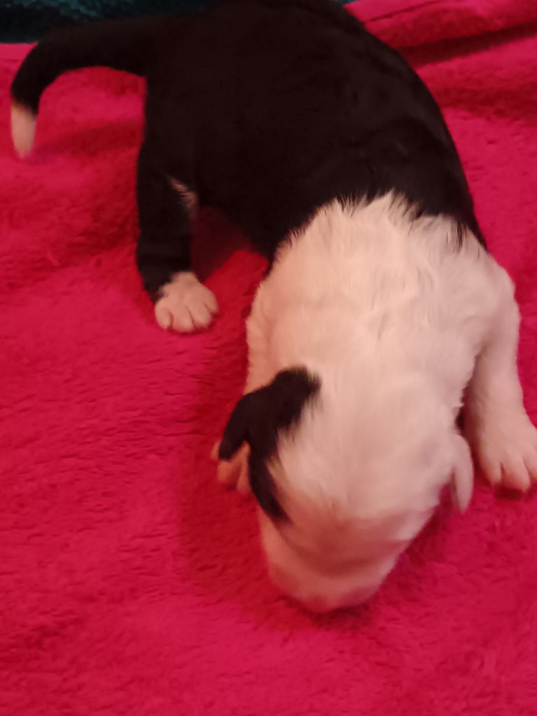 du Domaine des Bouleaux - Chiots disponibles - Bobtail