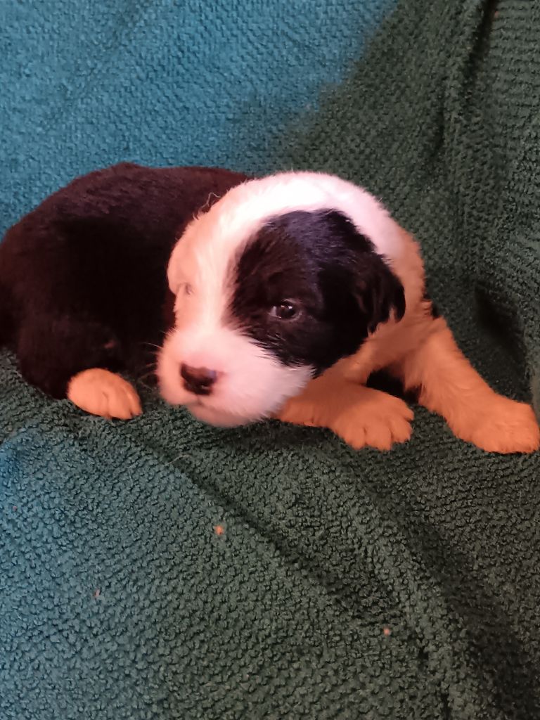 du Domaine des Bouleaux - Chiots disponibles - Bobtail