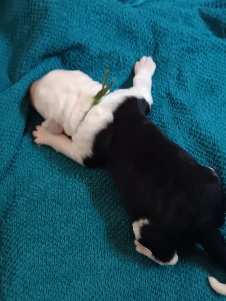 du Domaine des Bouleaux - Chiots disponibles - Bobtail