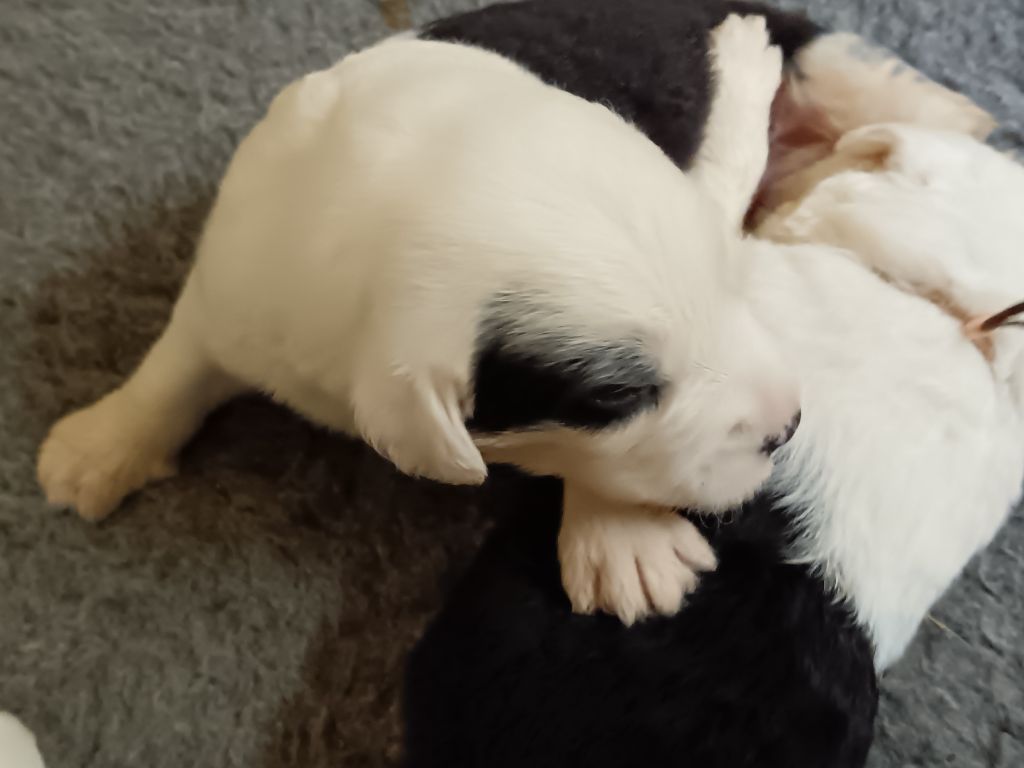 du Domaine des Bouleaux - Chiots disponibles - Bobtail
