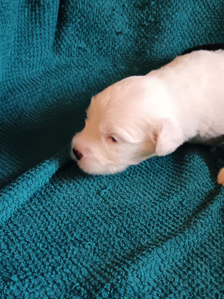 du Domaine des Bouleaux - Chiots disponibles - Bobtail