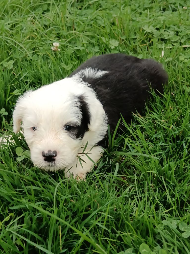 du Domaine des Bouleaux - Chiots disponibles - Bobtail