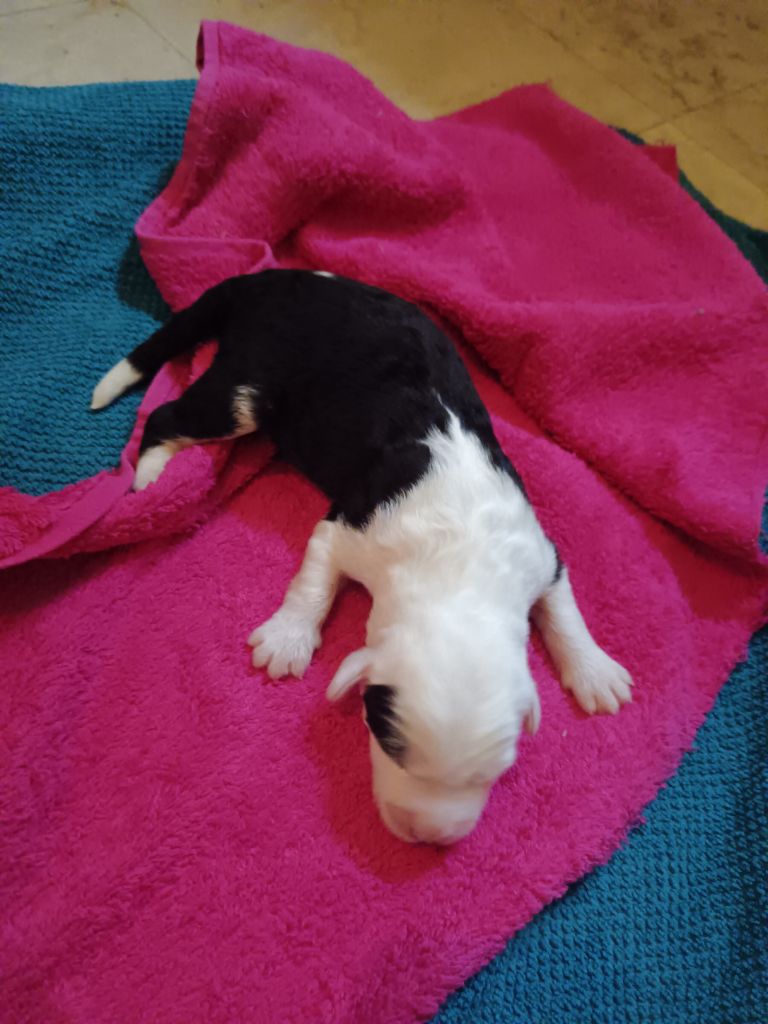 du Domaine des Bouleaux - Chiots disponibles - Bobtail