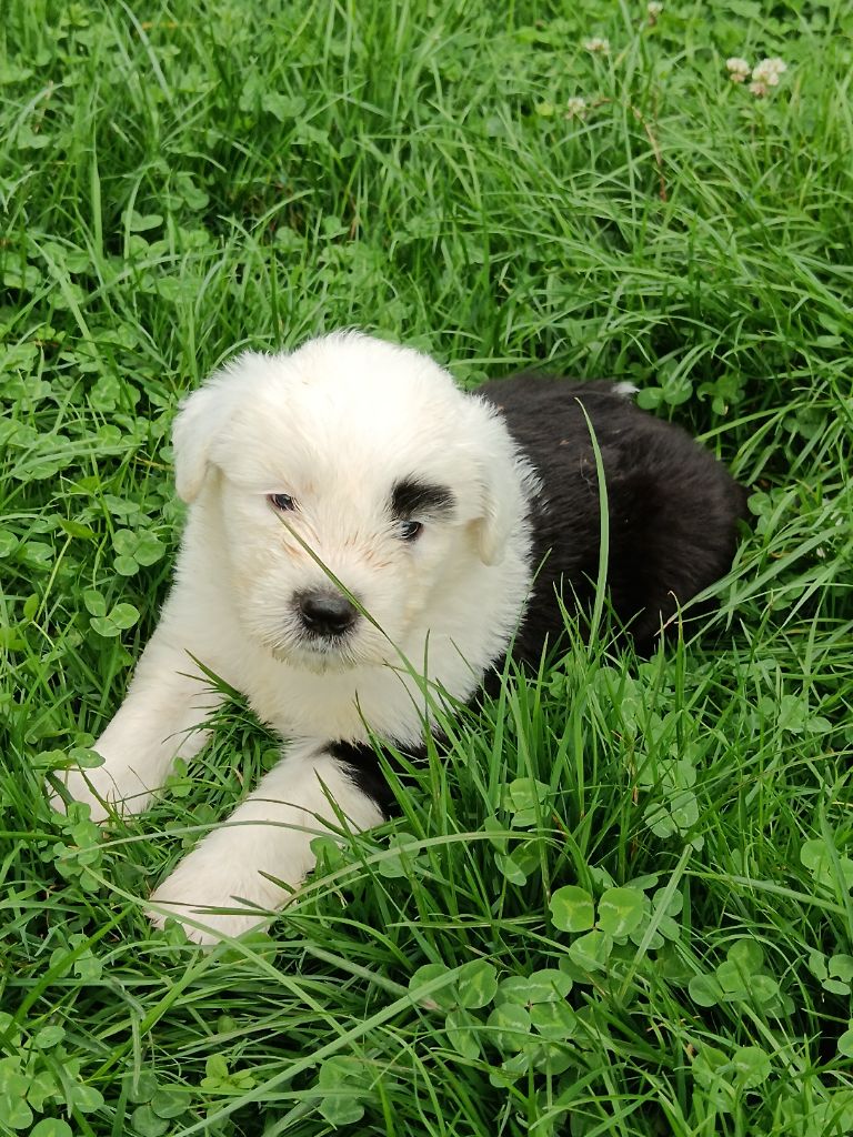du Domaine des Bouleaux - Chiots disponibles - Bobtail