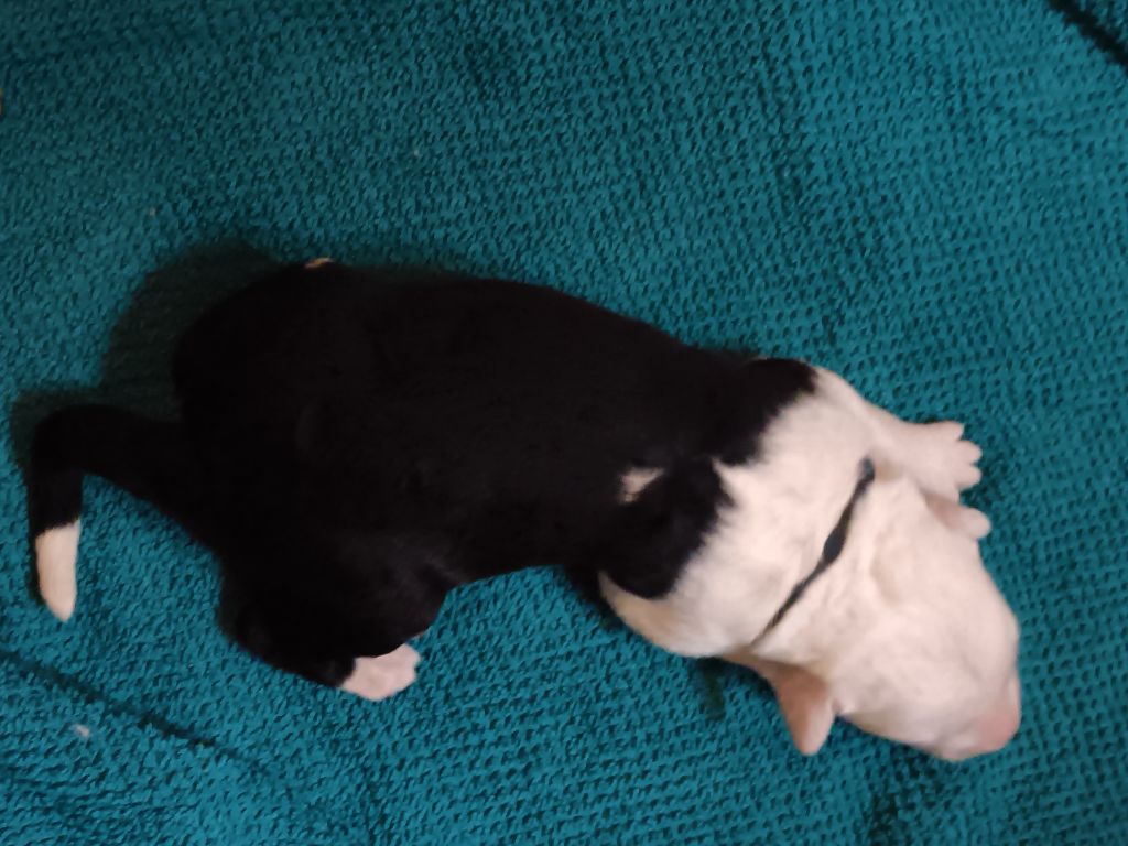 du Domaine des Bouleaux - Chiots disponibles - Bobtail