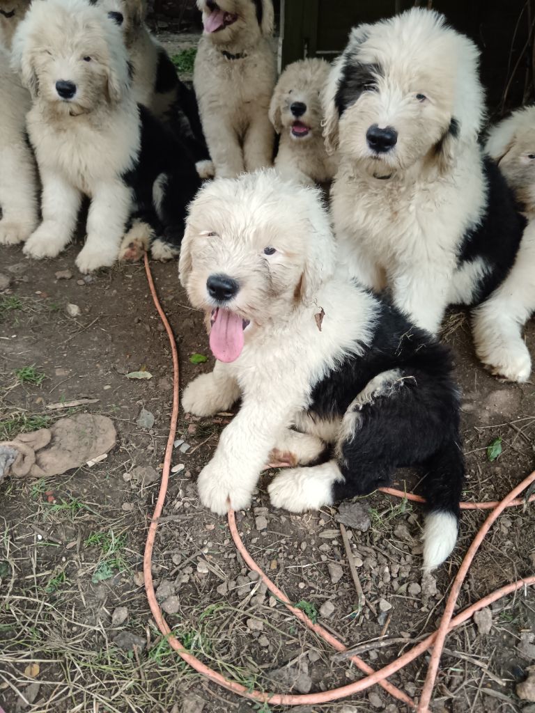 du Domaine des Bouleaux - Bobtail - Portée née le 26/05/2024