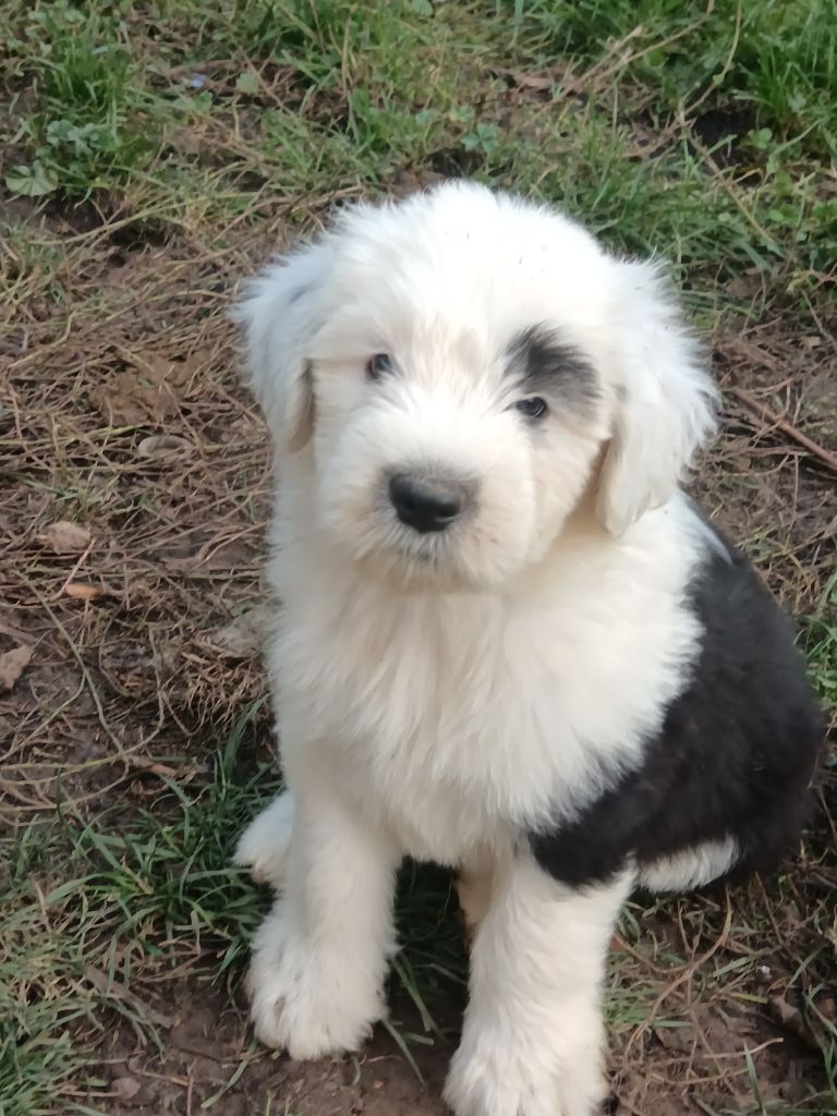 du Domaine des Bouleaux - Chiots disponibles - Bobtail