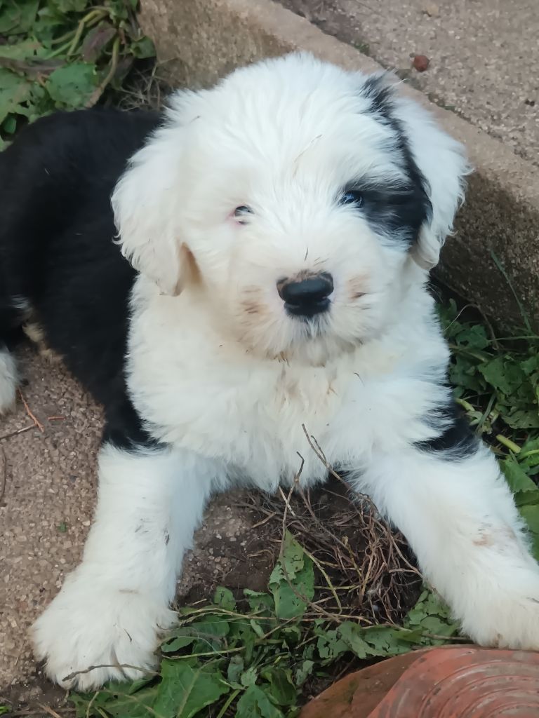 du Domaine des Bouleaux - Chiots disponibles - Bobtail