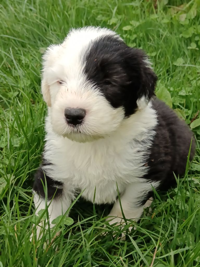 du Domaine des Bouleaux - Chiots disponibles - Bobtail