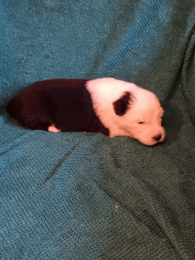 du Domaine des Bouleaux - Chiots disponibles - Bobtail