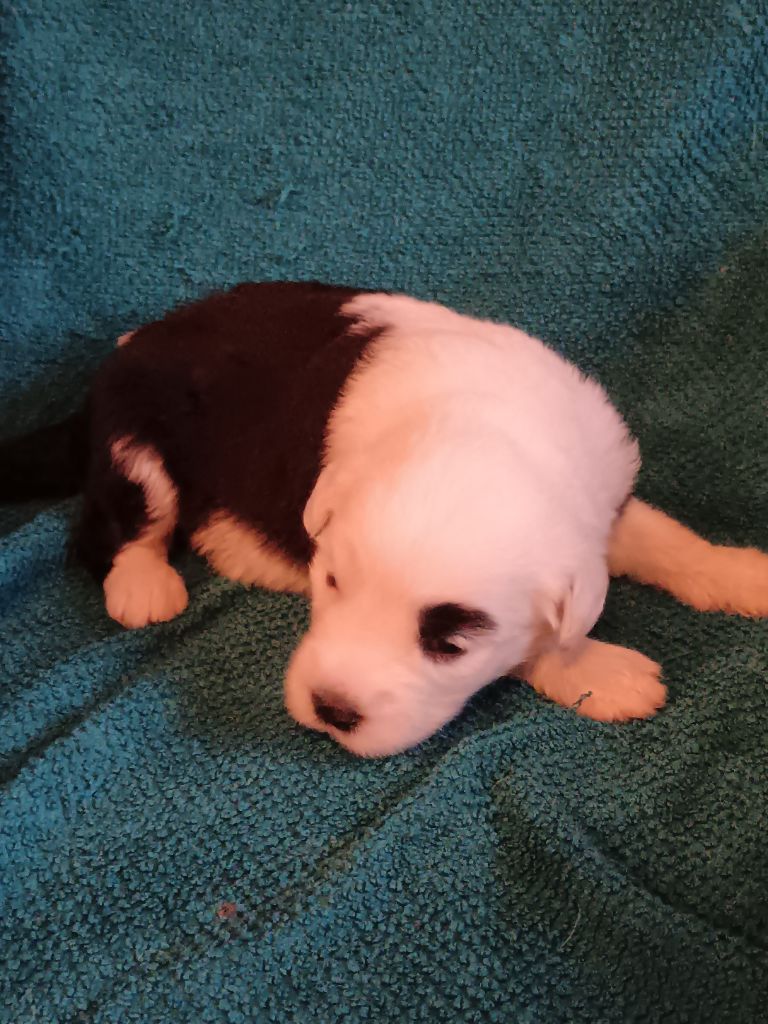 du Domaine des Bouleaux - Chiots disponibles - Bobtail